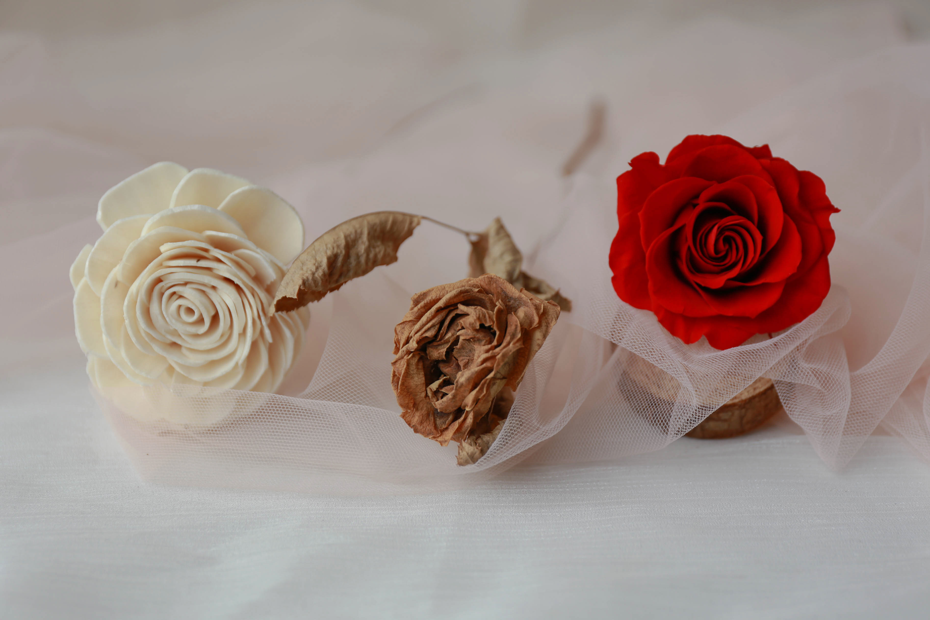 乾燥花、不凋花、索拉花到底怎麼分？